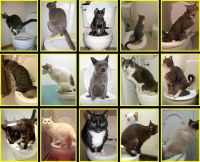 Bộ Tập Cho Mèo Đi Vệ Sinh Vào Bồn Cầu-Citi kitty